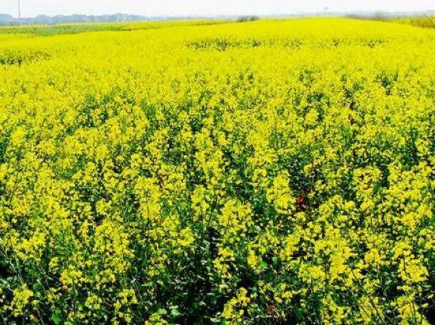 芥末是什么弄的,芥末是什么做的菜