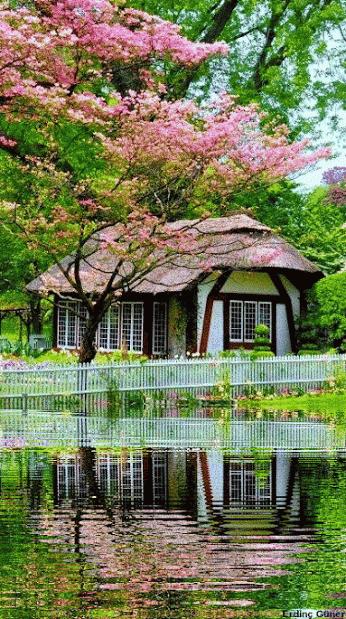 几十张绝美的图,绝美花的倒影100张图片