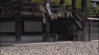 吸猫最高境界图片,吸猫最高境界完整视频