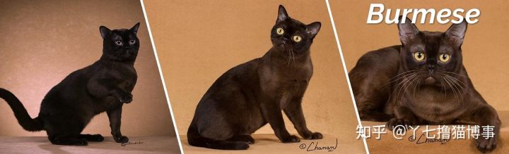 有哪些好看的家养猫,最适合家养的猫咪品种不掉毛