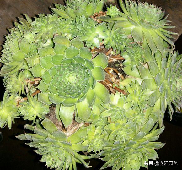 多肉养得不好才会长花剑吗,莲花多肉怎么养才能爆盆