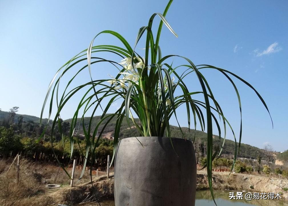 大雪素莲瓣兰和剑阳蝶多少钱一苗,莲瓣兰大雪素和老种大雪素的区别