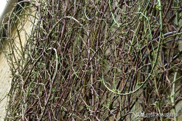 月季从小苗到大苗如何养,藤本月季花苗修剪教程