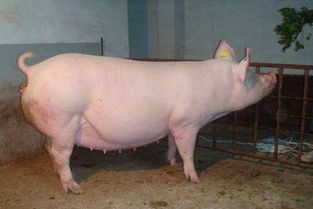 母猪技术指导,母猪分娩饲养管理要点