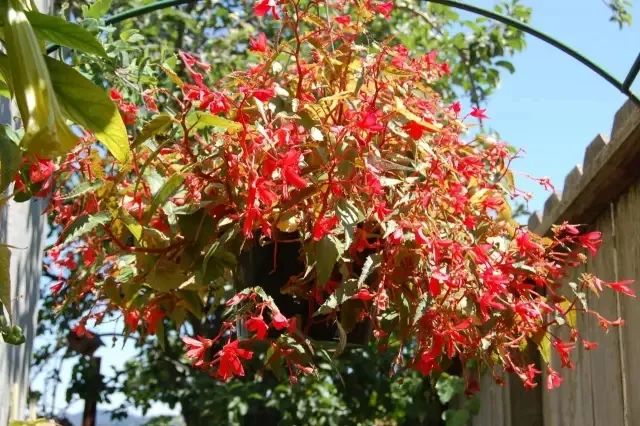开花灿烂的几种吊盆花，养窗台上就能孕育花朵，不过打理却不容易