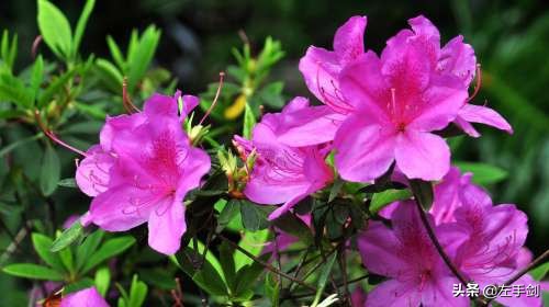 苏州上方山森林公园作文,苏州上方山国家森林公园电话