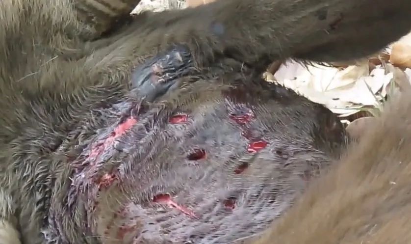 东北虎下山进村伤人老虎被鹅咬,东北虎下山进村伤人最后怎么样了