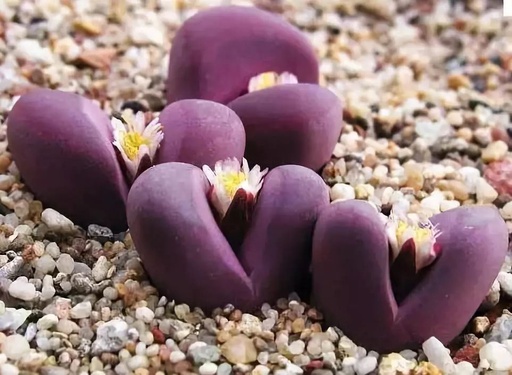 世界十大罕见花卉,世界名贵花卉高清大图