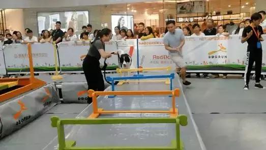 宠物生活节南京,南京宠物文化节活动