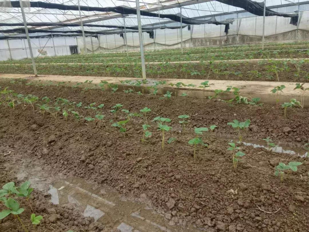 草莓开花没有新叶是什么原因,草莓新叶发黄边缘发红是什么原因