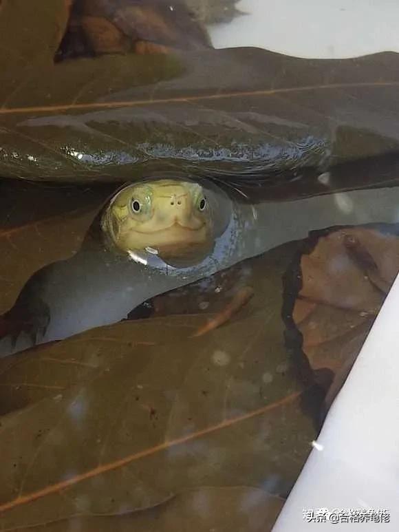 龙眼叶真的有那么神奇吗,龙眼叶一般在哪里出现