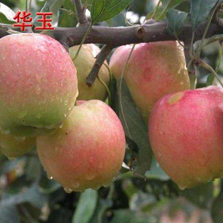 苹果优质品种树苗,苹果优良品种