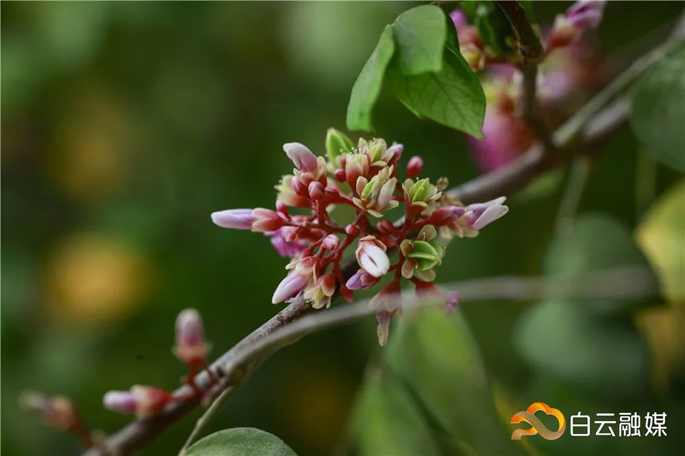 白云农村设计的房子,白云村还建房