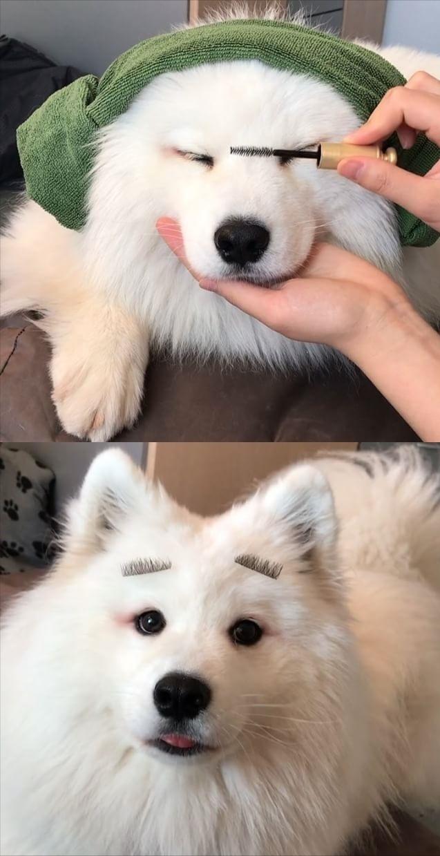 萨摩耶七个月的狗狗拉稀怎么回事,萨摩耶总是拉稀是怎么回事