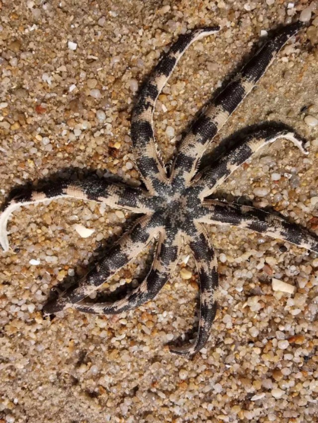 惠州檀悦豪生度假酒店附近赶海,2024年惠州赶海的最佳地方