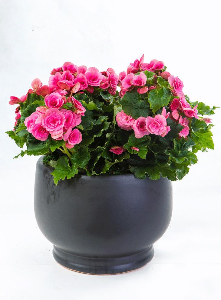 花卉养护用肥料,草坪养护常用什么肥料