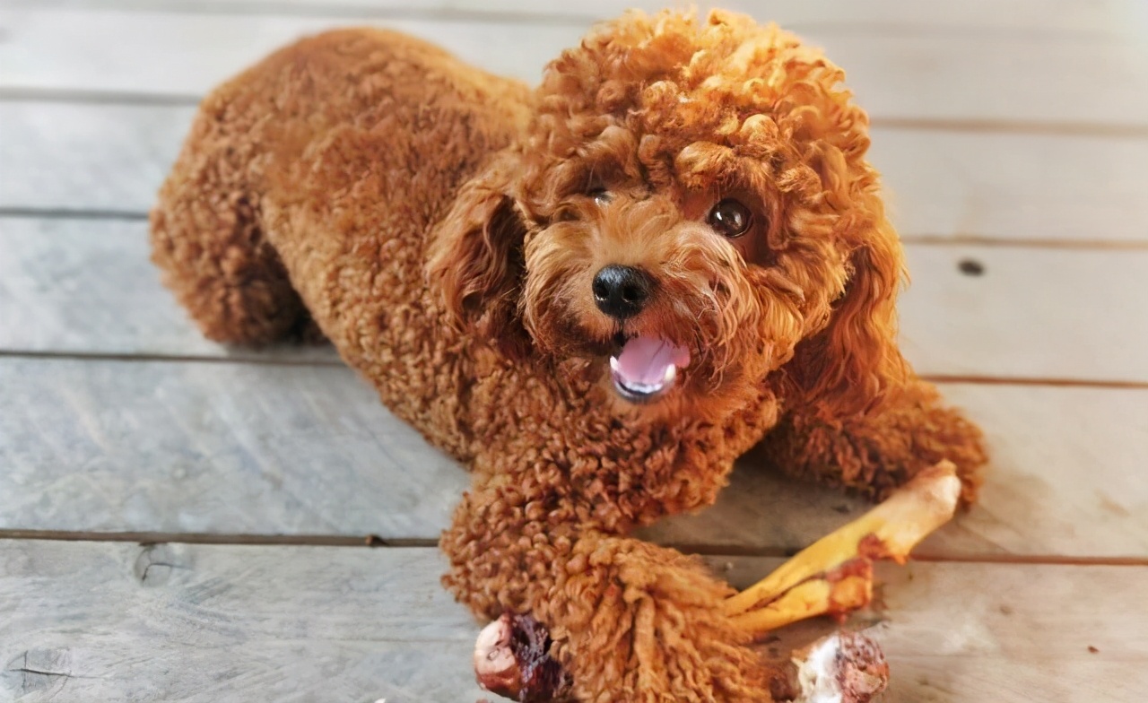 了解泰迪犬的生活习性,泰迪犬的优点和缺点有哪些表现