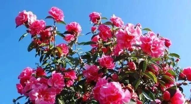 绿化苗木树种名称,绿化苗木大全名称及图片