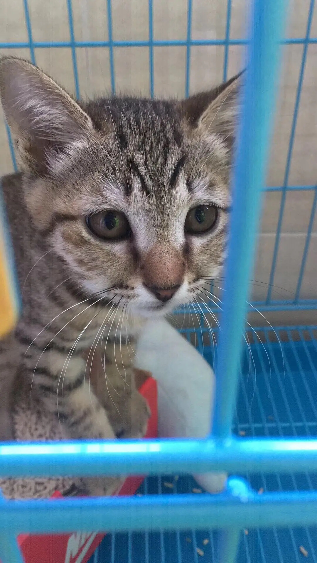 猫每年打疫苗都过敏是真疫苗吗,猫咪打完疫苗什么是过敏反应