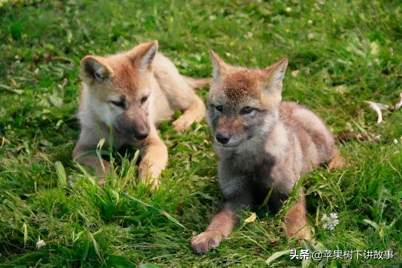 第一只被人类养大回归狼群的狼,一只狼在被人类养大后回归狼群