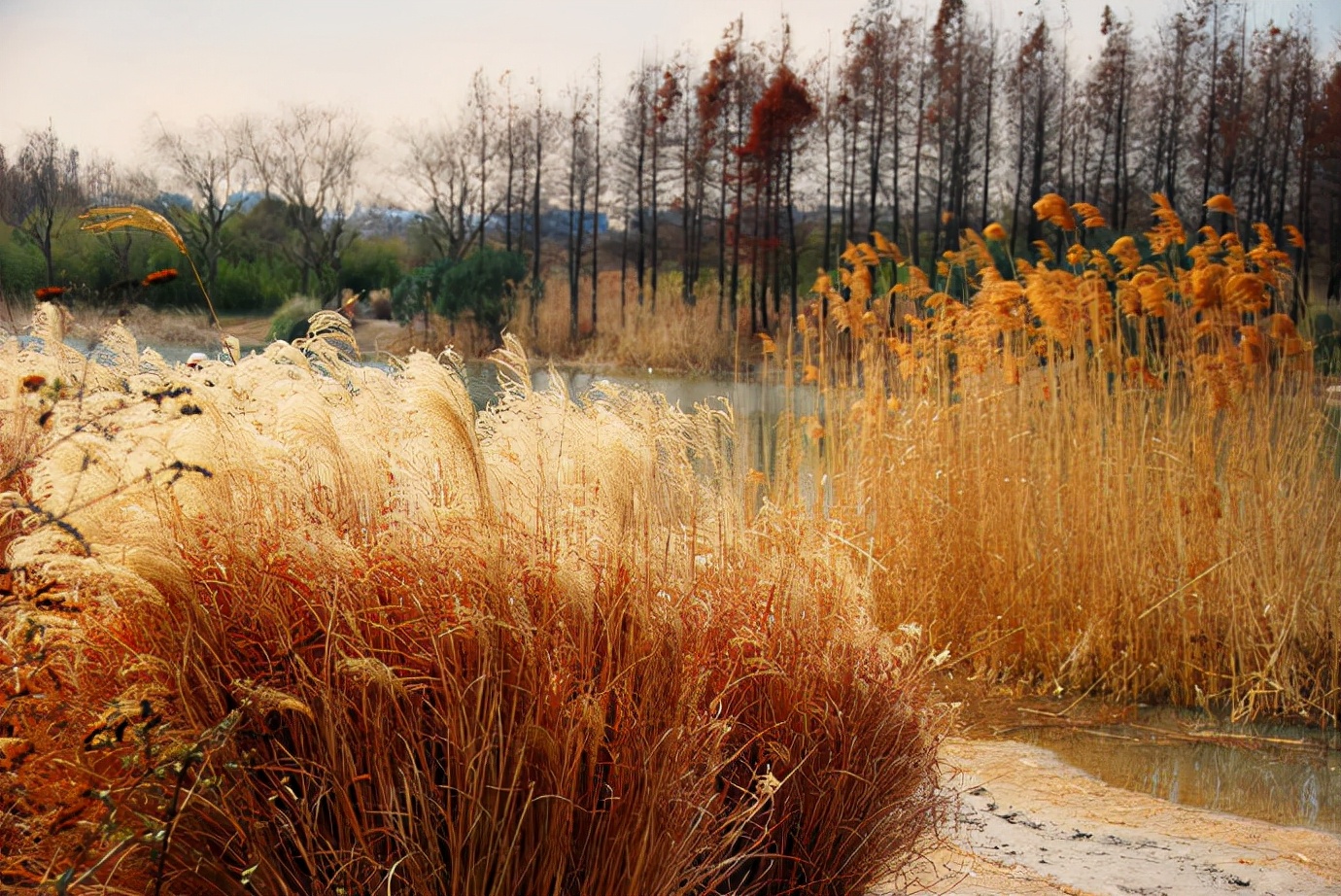民国奇案妻子美貌丈夫贩毒,民国奇案女子杀夫案