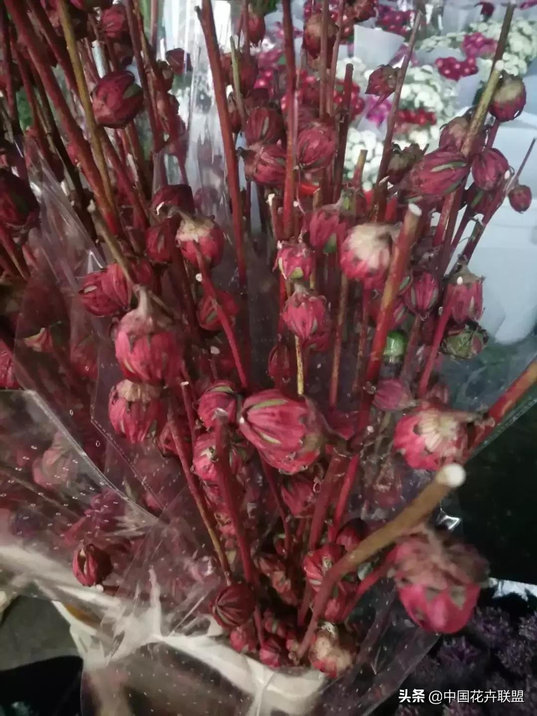 春天花市有哪些花材,便宜又大把的花材有哪些