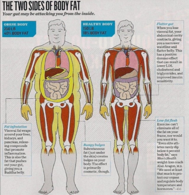 跑步消除内脏脂肪最好的方法,跑步减内脏脂肪还是皮下脂肪