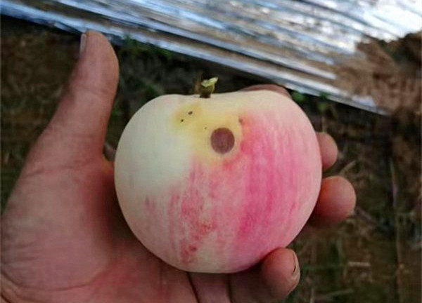 老果农总结的8月苹果管理要点,晚熟苹果在采收前能不能施基肥