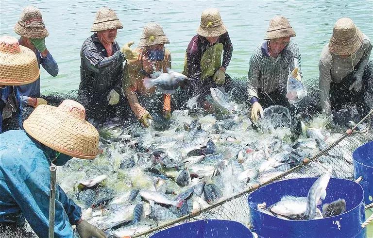 渔民企业家欧茂辉、陈墨——“硕士渔民”创富海洋科技