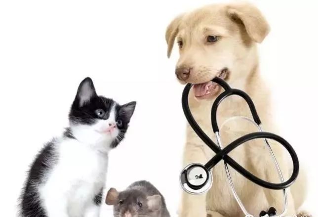 为什么要给狗狗绝育呢,狗狗不绝育有害处吗