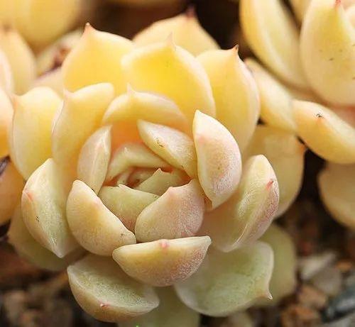 几款好看又好养的多肉,好养且易爆盆的多肉