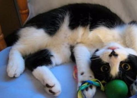 猫咪眼屎特别多的原因和处理方法,猫咪眼屎多的原因和处理方法