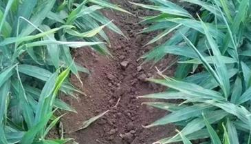 大姜黄叶怎么解决,大姜干尖黄叶