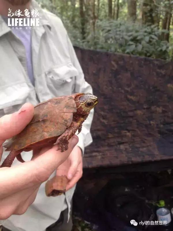 枫叶龟品种及图片大全,地龟和枫叶龟的区别