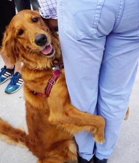 金毛狗狗的优点和缺点,金毛为什么那么好看