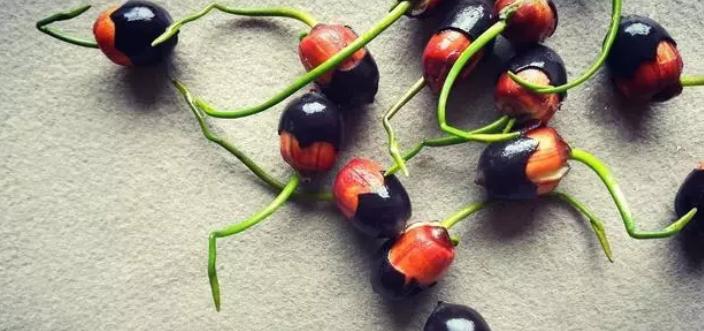 老司机都曾栽在宿迁花卉上,你交过学费不?