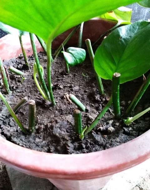 绿萝冻伤叶子发黄怎么救,绿萝叶子冻伤掉完了就剩藤条了