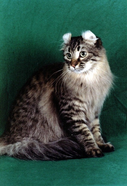 名贵猫咪的品种及图片大全,十大名贵猫咪品种排行榜