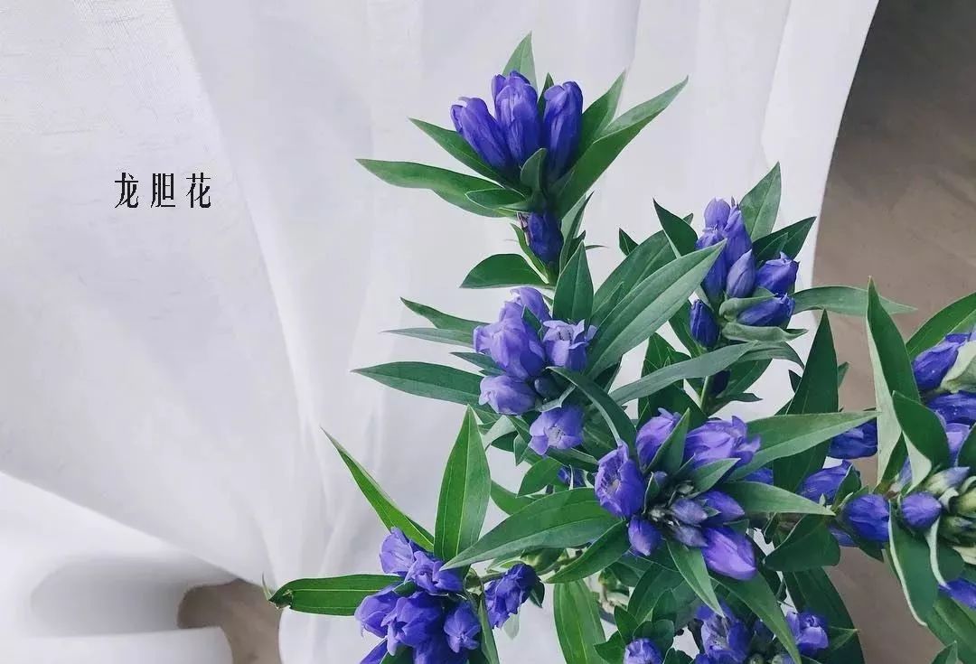 鲜花店常见花材品种大全,花店里同款的两种不同价格的花材