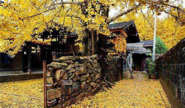 庭院栽树的讲究和忌讳,庭院种哪些树对庭院风水有利