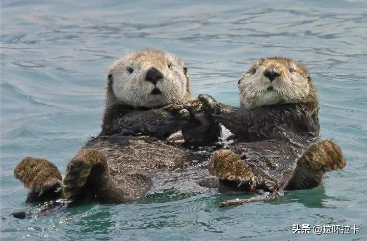 单环刺螠是腔肠动物,单环刺螠最怕什么
