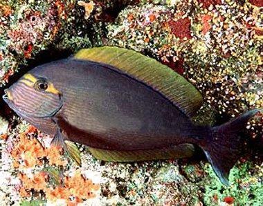 十大最好看的观赏鱼图片大全,十种最漂亮的观赏鱼图片