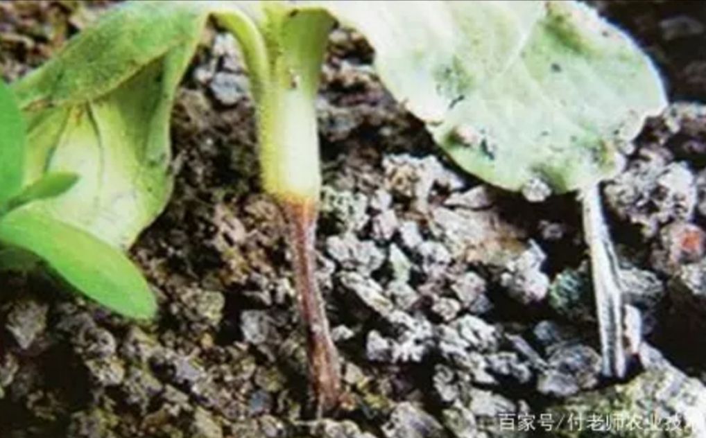 植物成了“光杆司令”，别轻言放弃，此法或可挽救