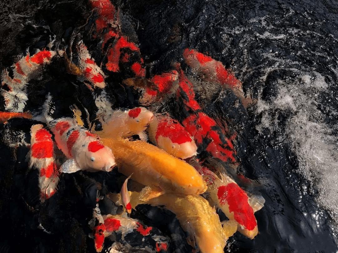 锦鲤鱼池下过滤池底粪便如何清除,锦鲤鱼池过滤系统十大注意事项