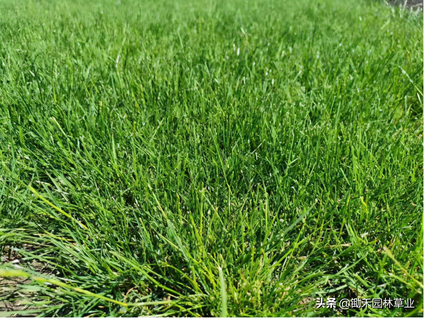 果岭草草坪介绍,果岭草的由来