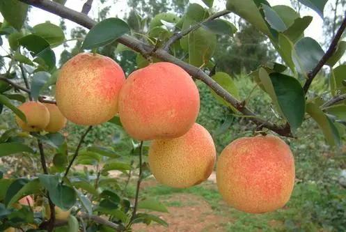 红梨是怎么培育的,红梨树的栽培技术