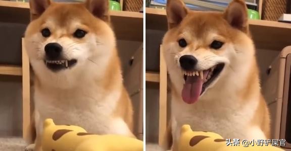 狗狗双排牙影响咬合力吗,狗狗的咬合力多大