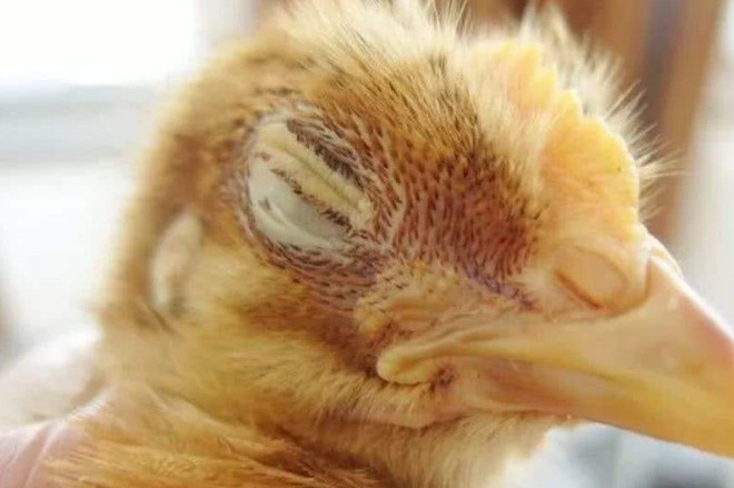 鸡肿头肿脸最快的治疗方法,鸡的头肿眼肿怎么治疗