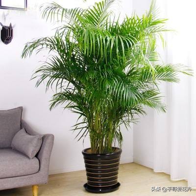 凤尾竹怎么养不出竹竿来,凤尾竹不分株怎么弄