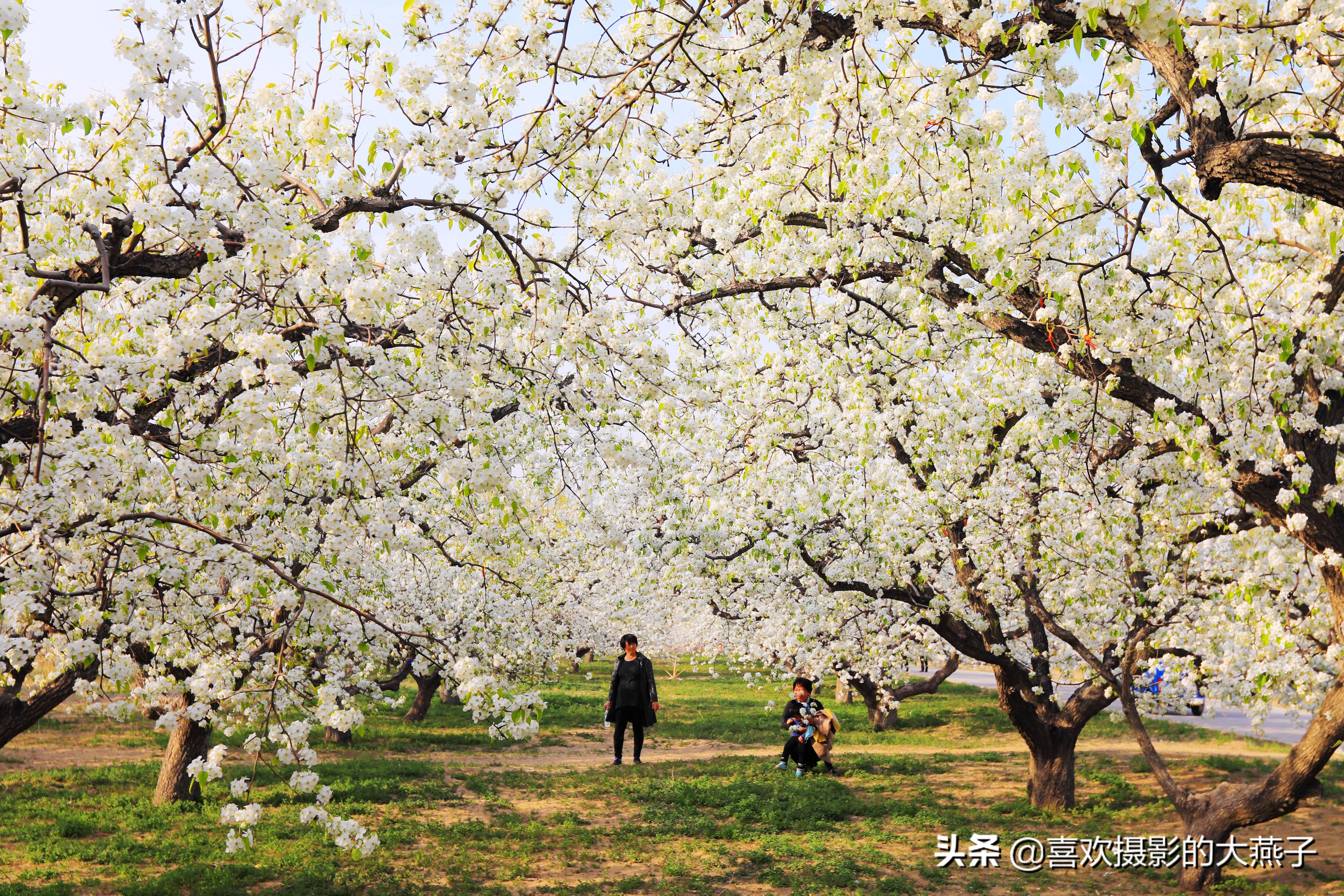大兴万亩梨花园地点,北京大兴赏梨花具体位置